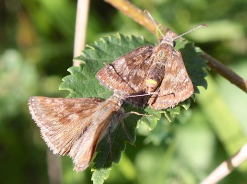 Erynnis tages